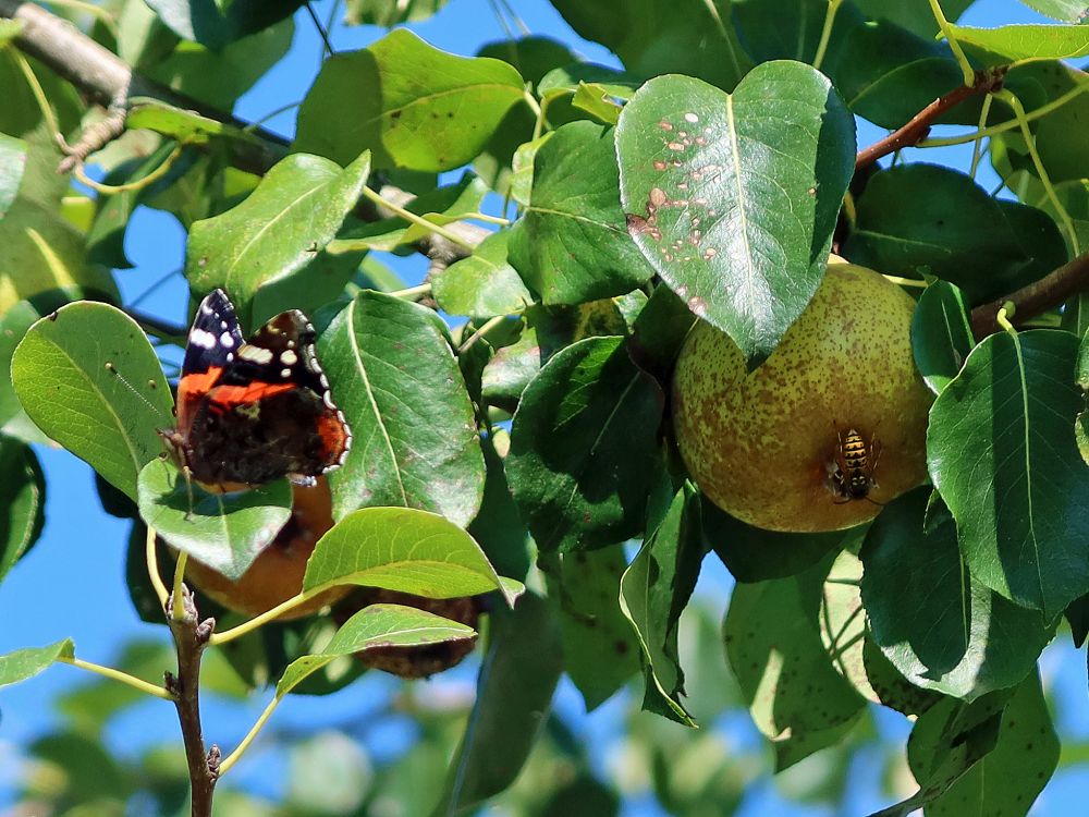 Schmetterling Admiral und Insekt an Birne