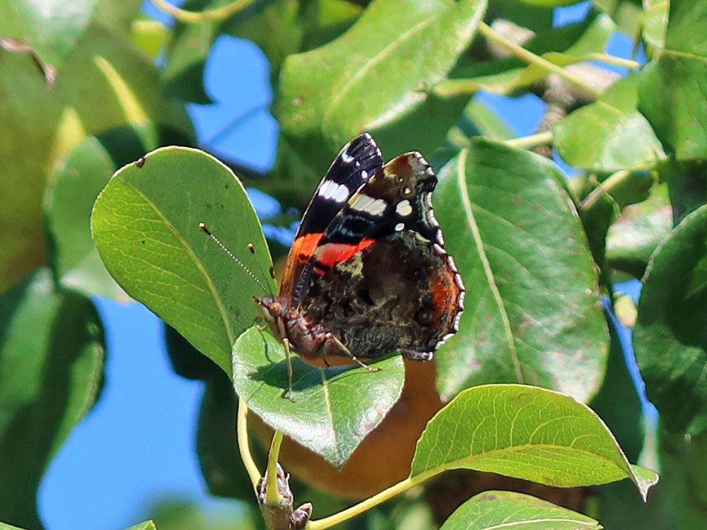 Schmetterling Admiral