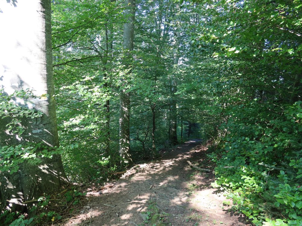 Waldweg