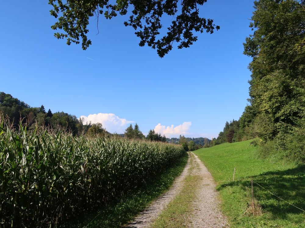 Weg am Tobelbach