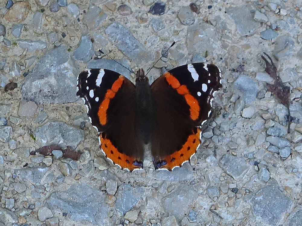 Schmetterling Admiral