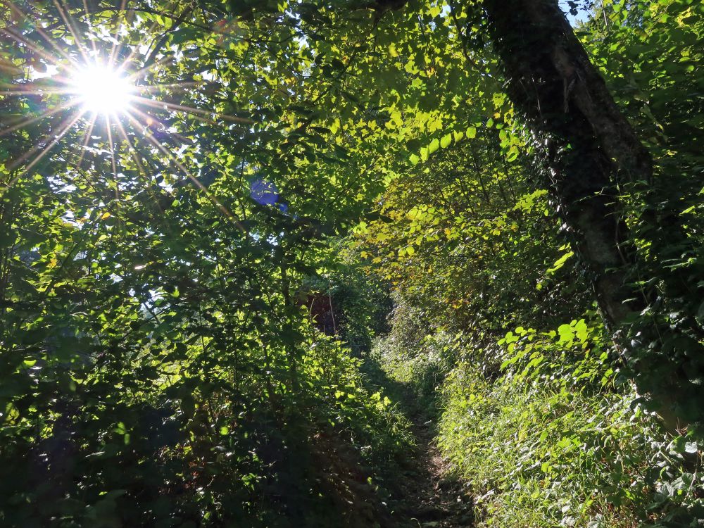 Sonne zwischen den Ästen