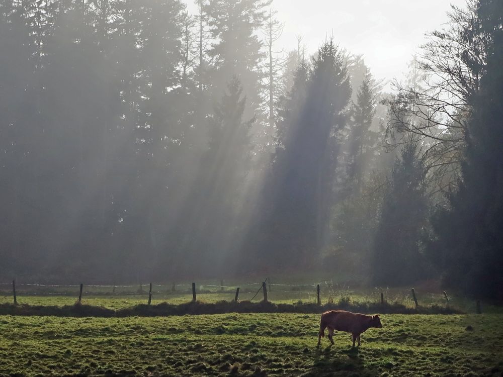 Kuh im Nebel