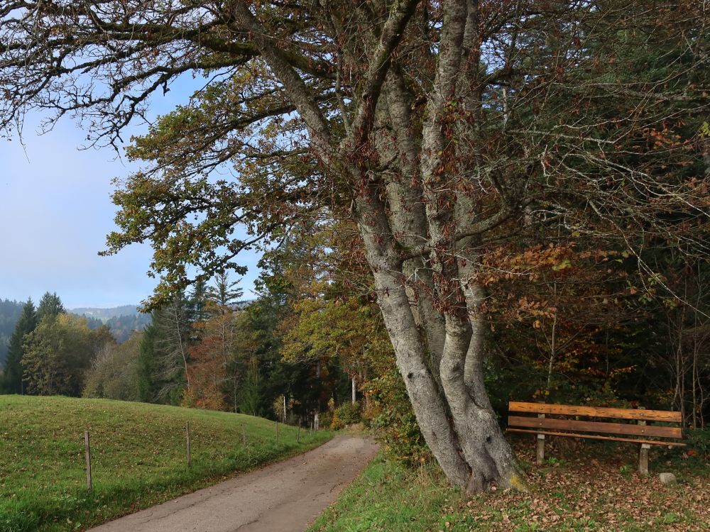 Sitzbank am Waldrand