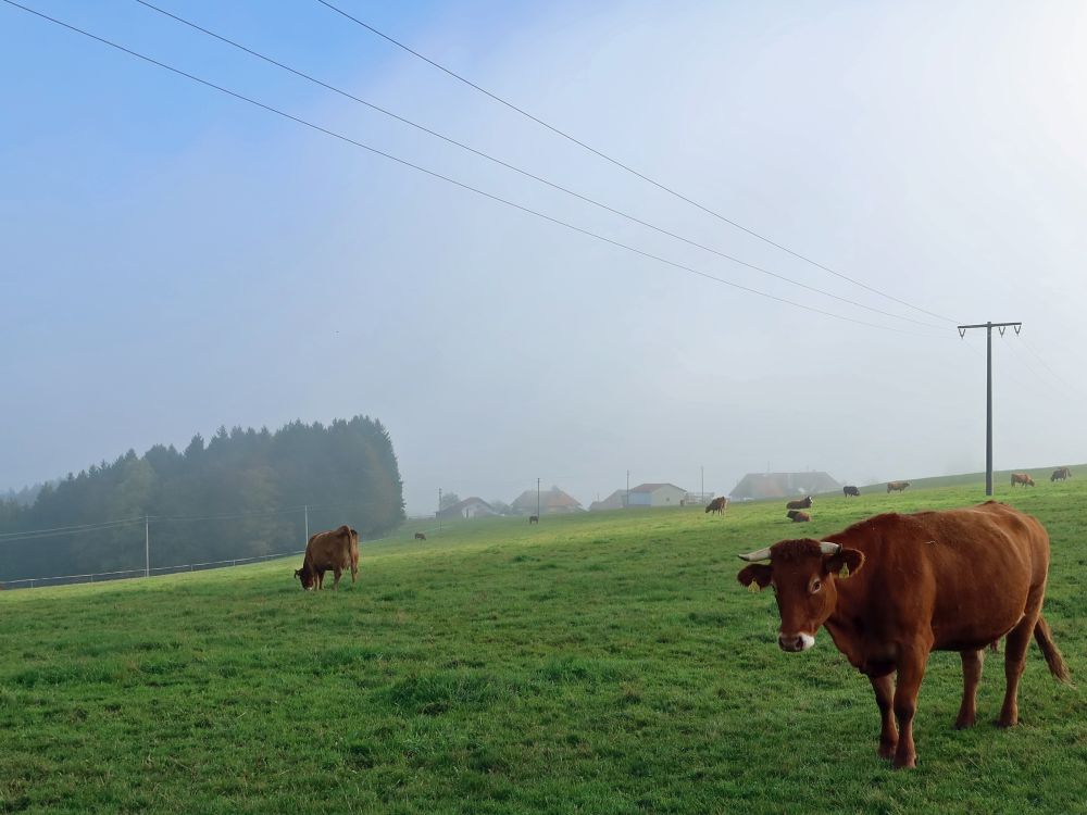 Kühe bei Oberdorf