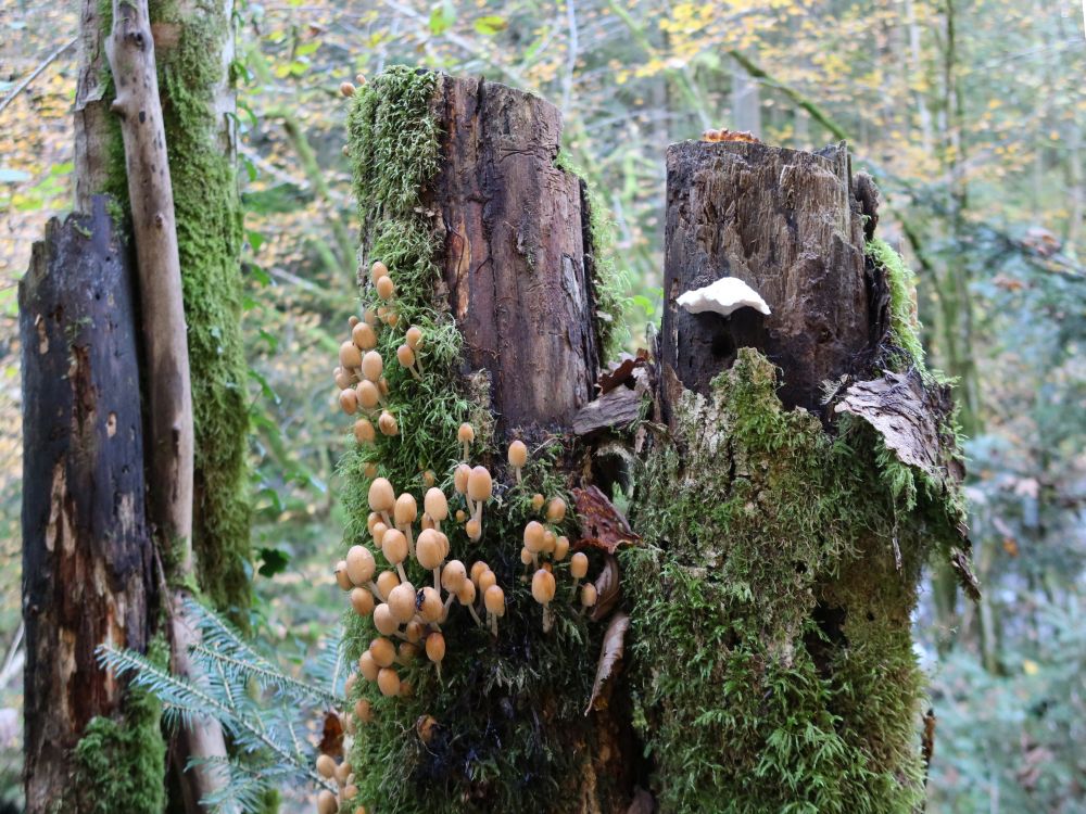 Pilze am Baumstumpf