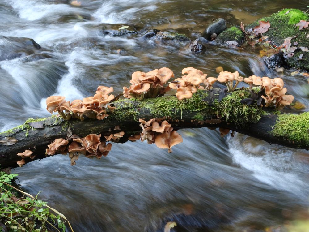 Pilze über der Murg