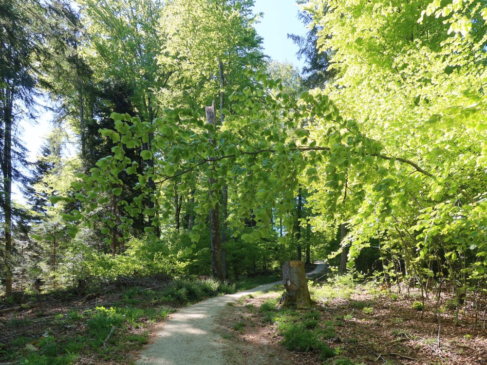 Waldweg