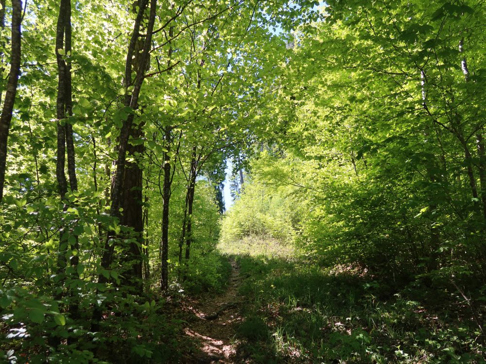 Waldpfad