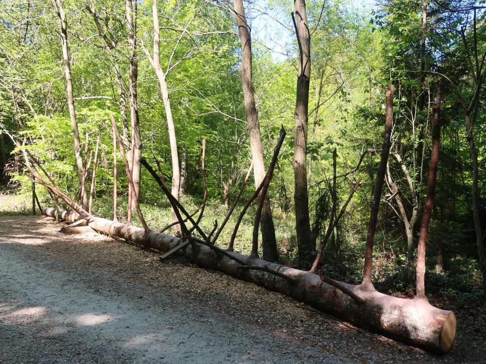 Kletterbaum