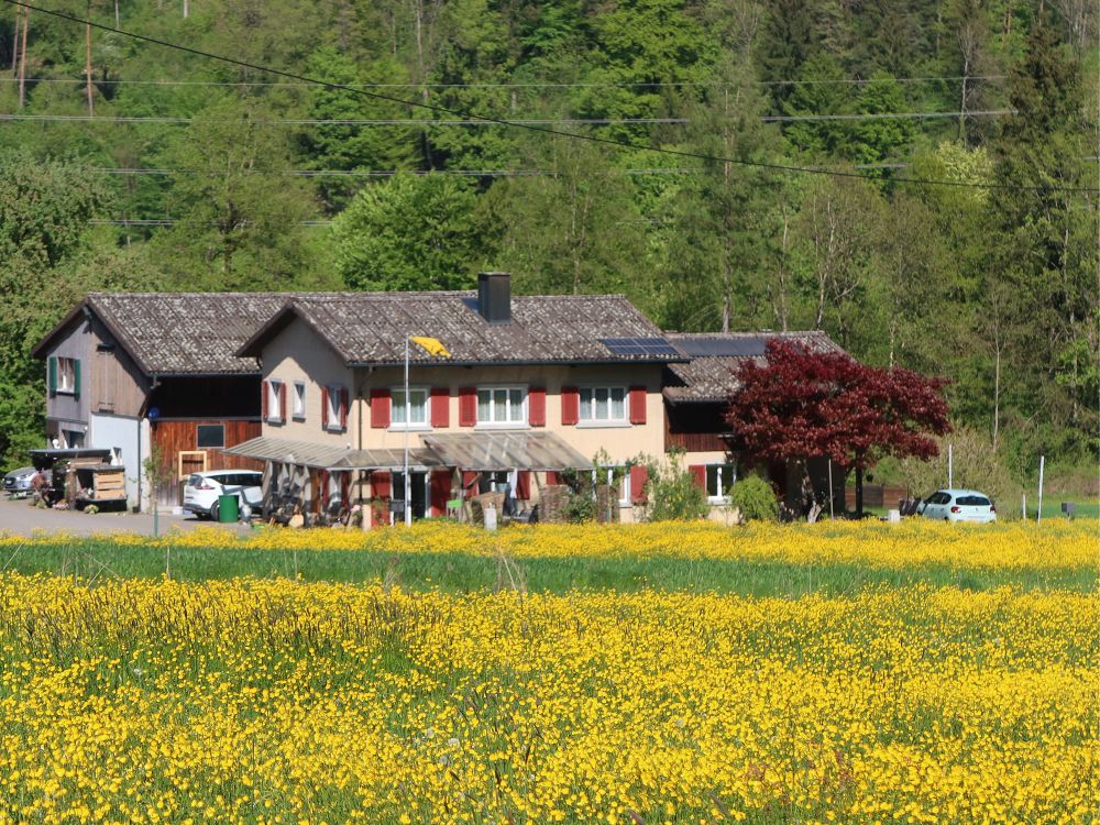 Haus hinterm Rapsfeld
