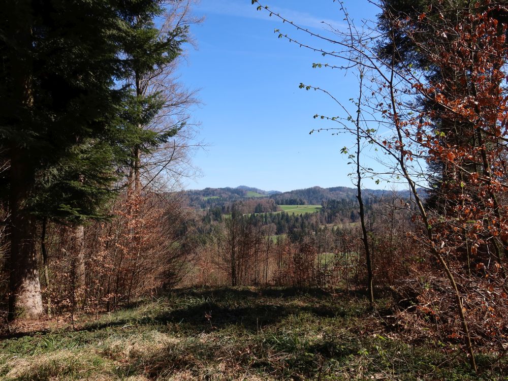 Blick durch die Baumlücke