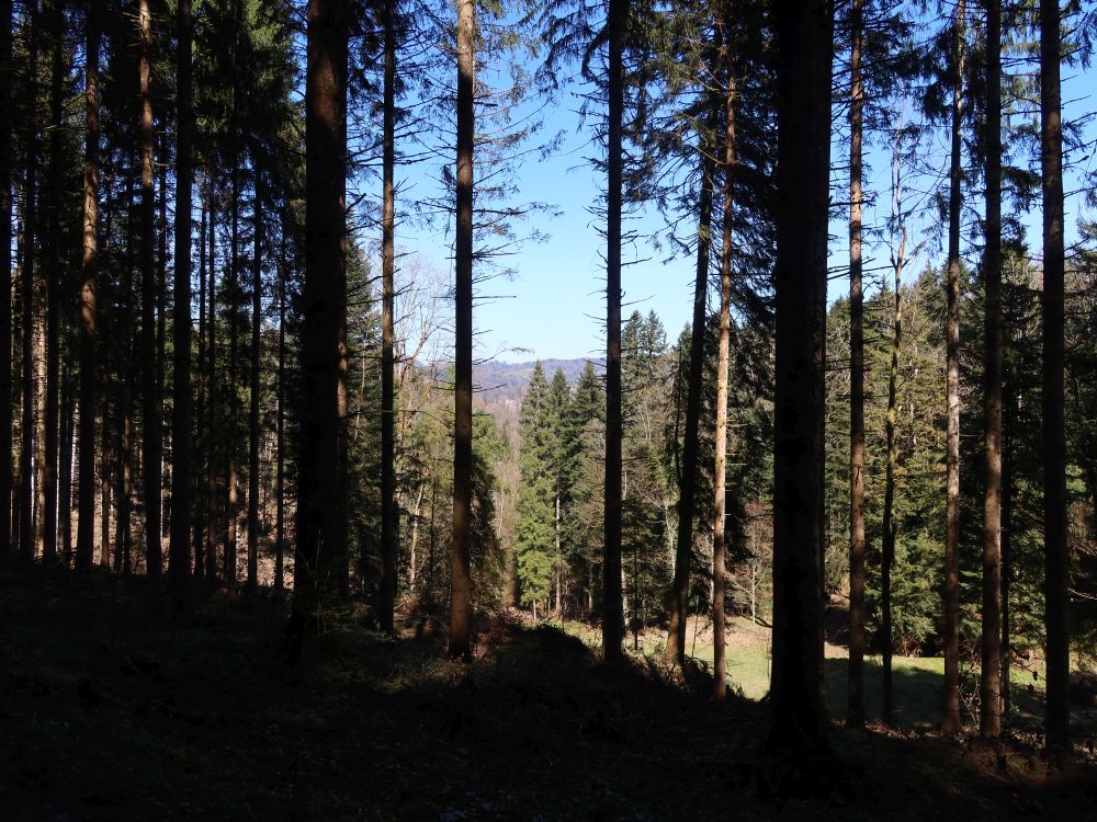 Blick durch die Baumlücke