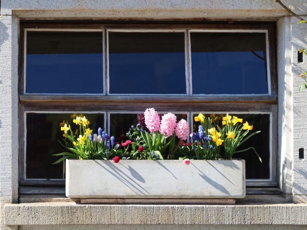 Blumenschmuck am Stallfenster