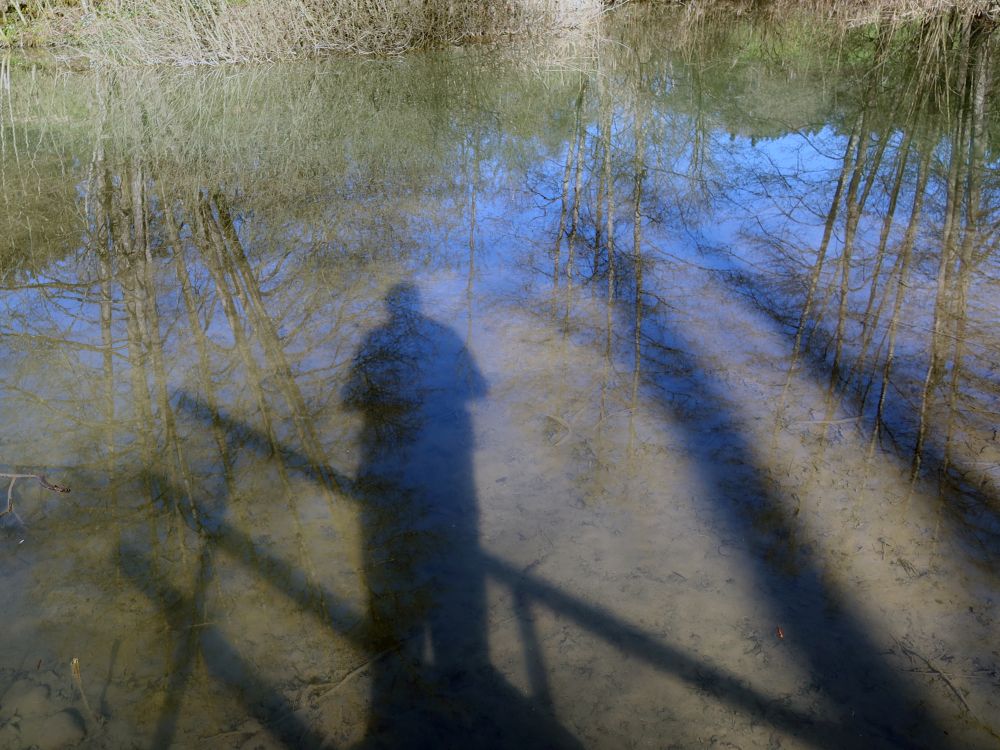 Schatten im Bodenweiher