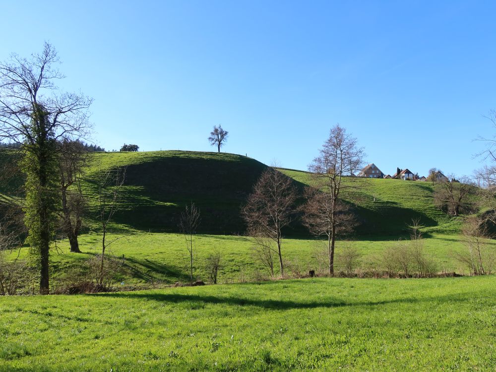 grüne Wiesen mit Schatten