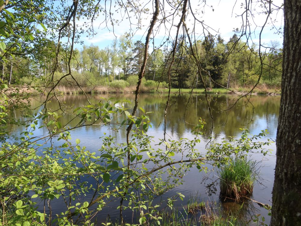 Teich im Örmis