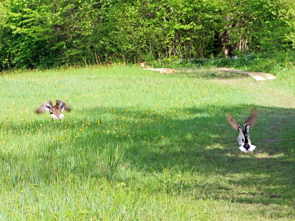 Enten im Flug