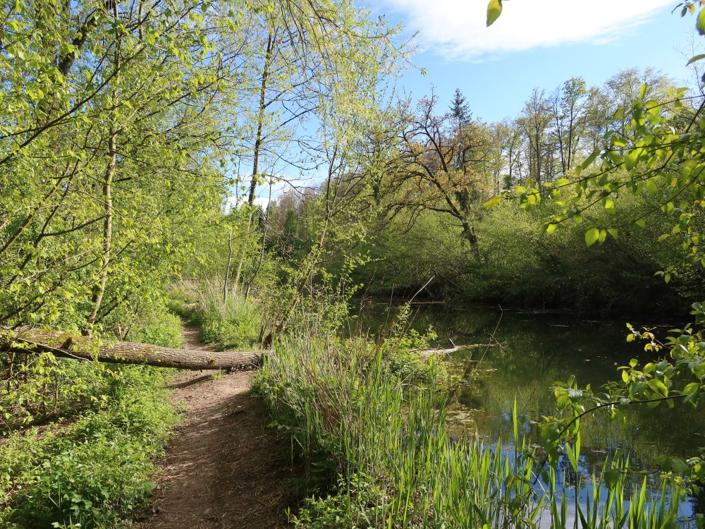 Pfad am Oberen Weiher