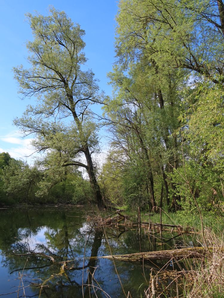 Oberer Weiher