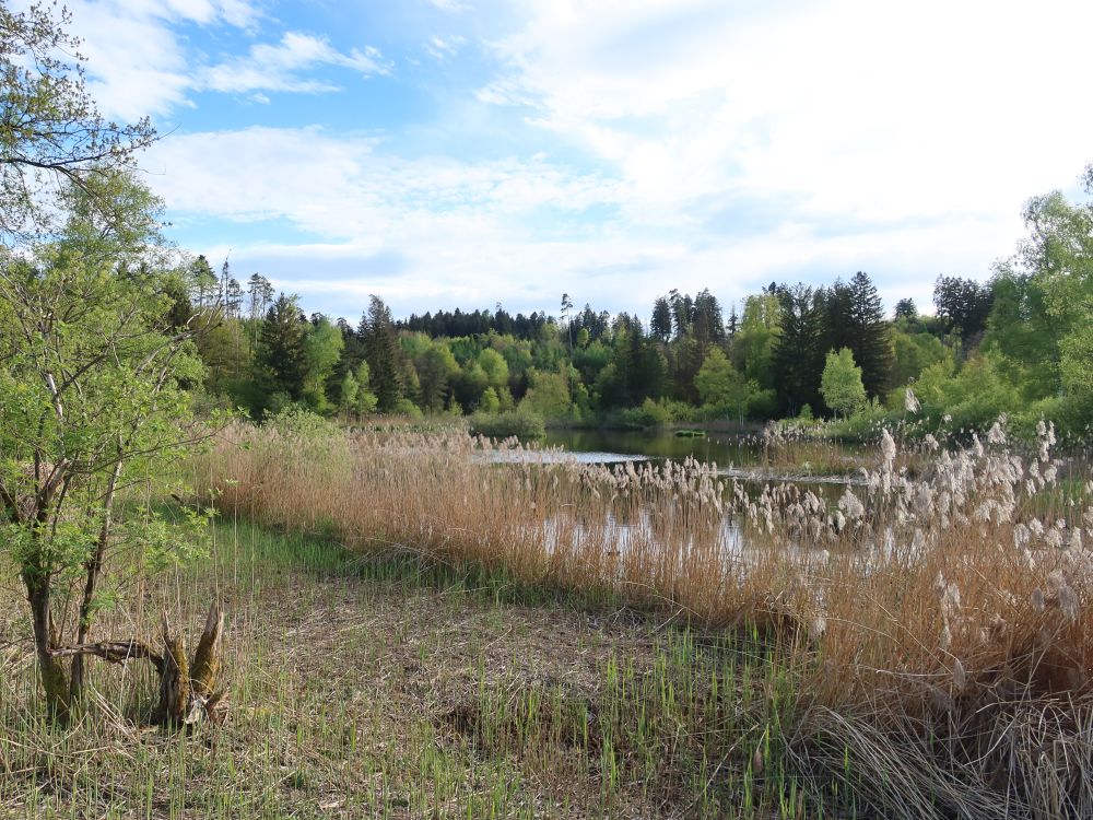 Wildertweiher