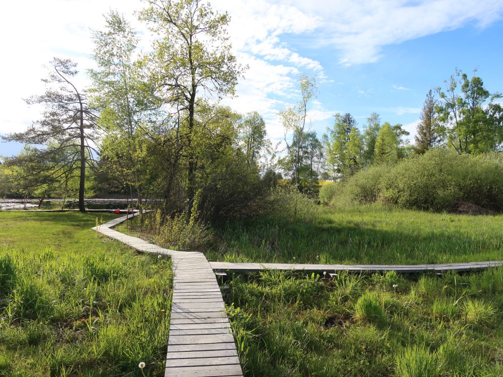 Holzstege im Wildert