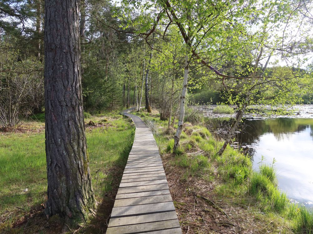 Holzstege im Wildert