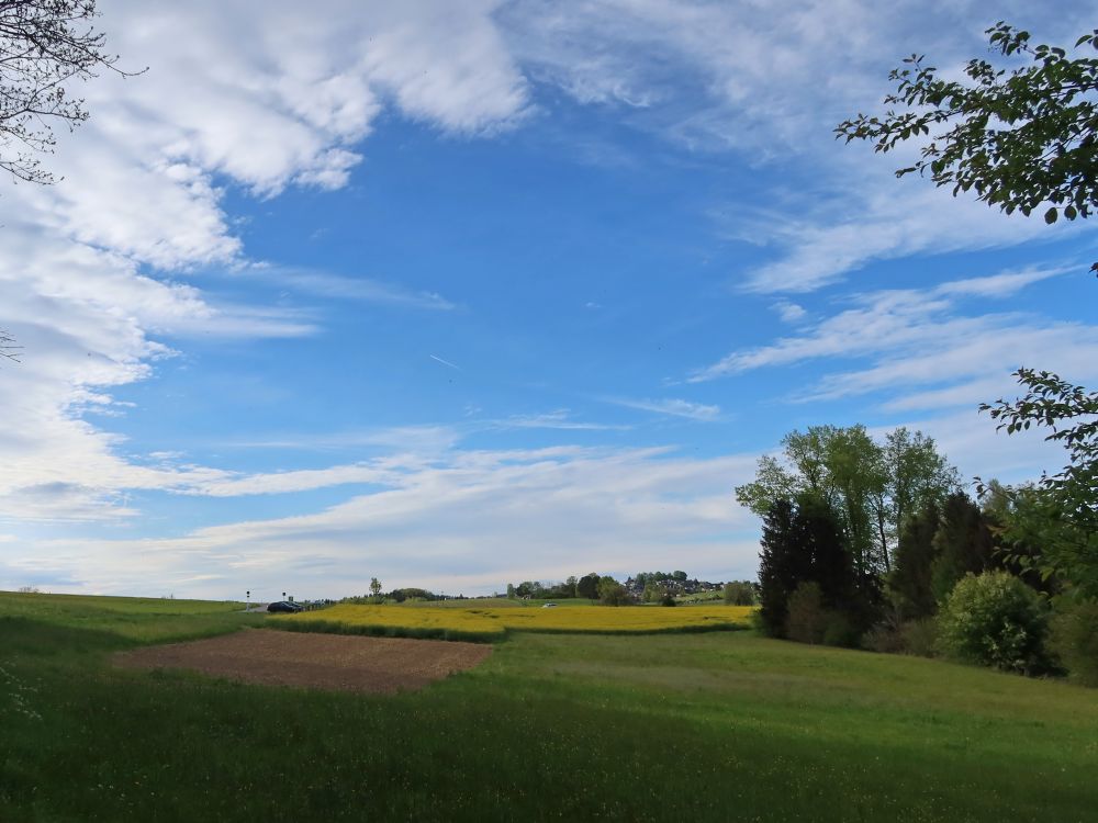 blauer Himmel überm Rapsfeld