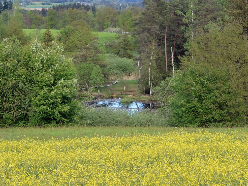 Wildert überm Rapsfeld