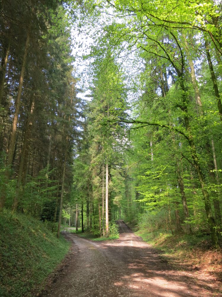 Waldweg bei Ergeten