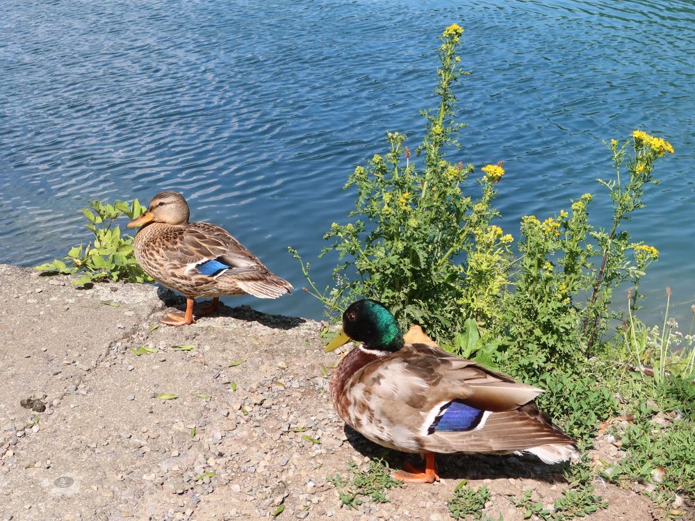 Enten