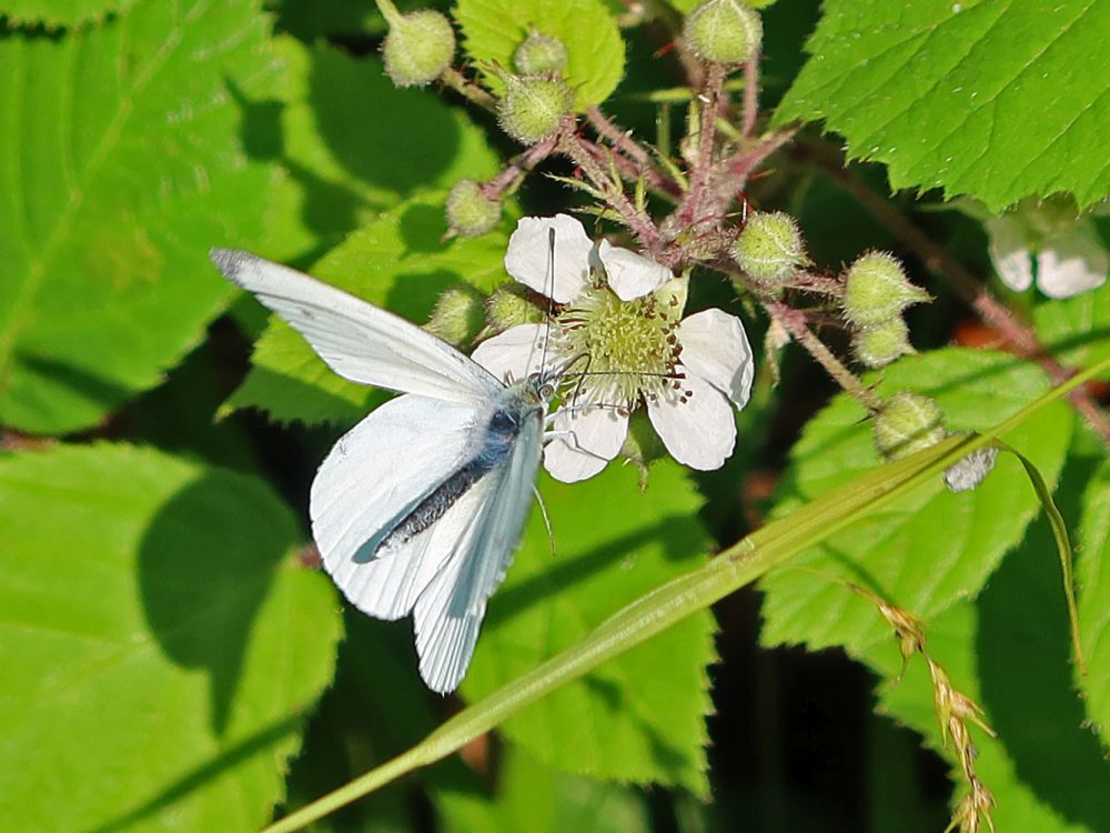 Schmetterling Kohlweißling