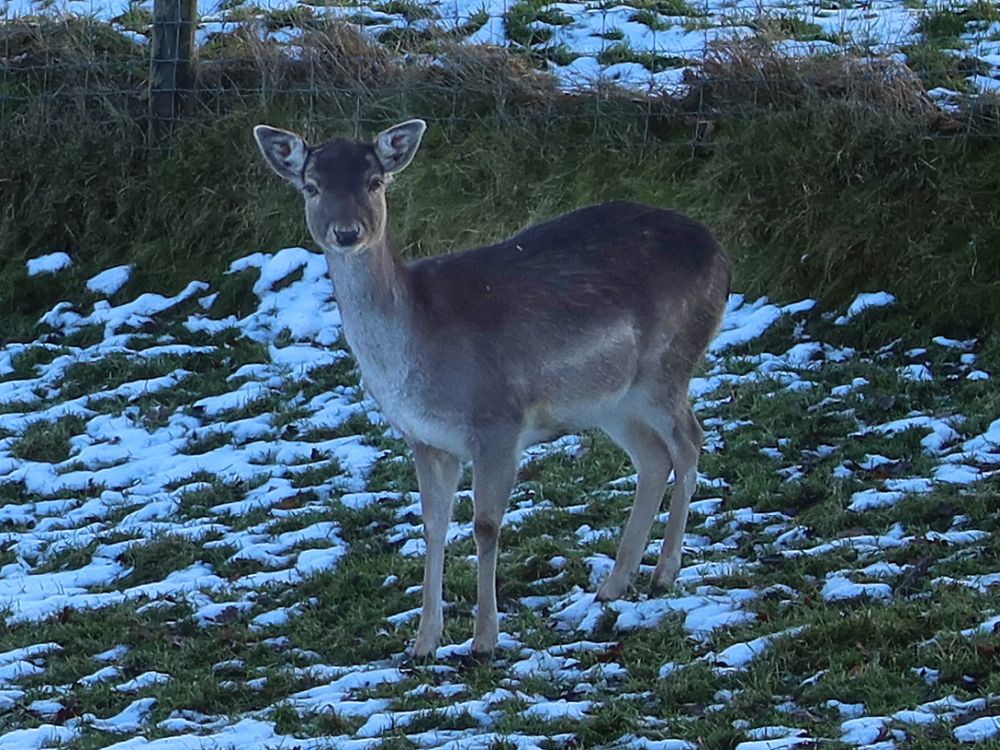 Damhirsch ohne Geweih
