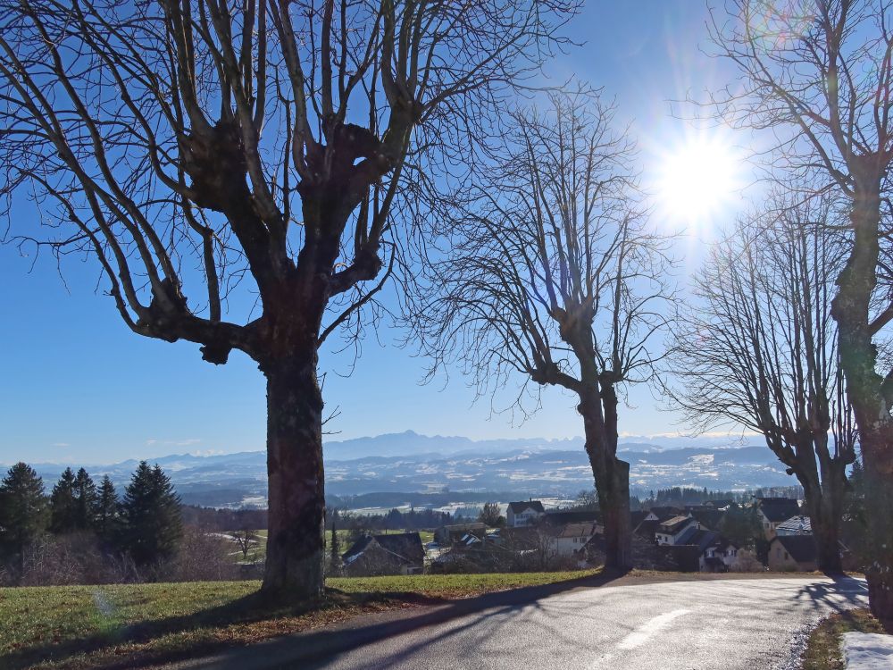 Säntis zwischen den Bäumen