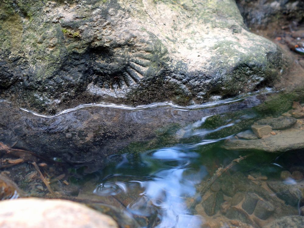 Fossilien am Wasser