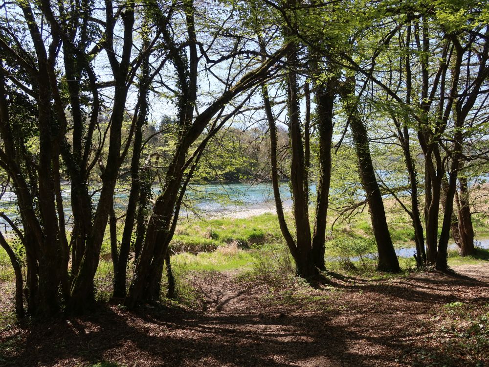 Rhein hinter Bäumen