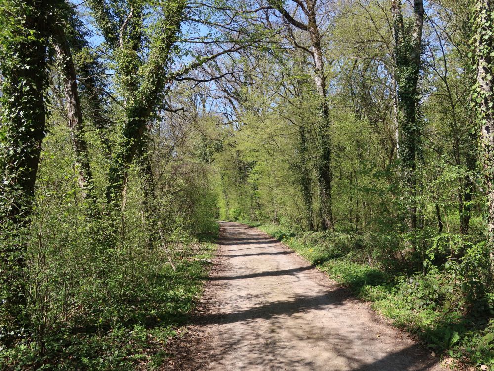 Waldweg