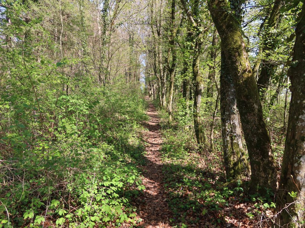 Bergpfad