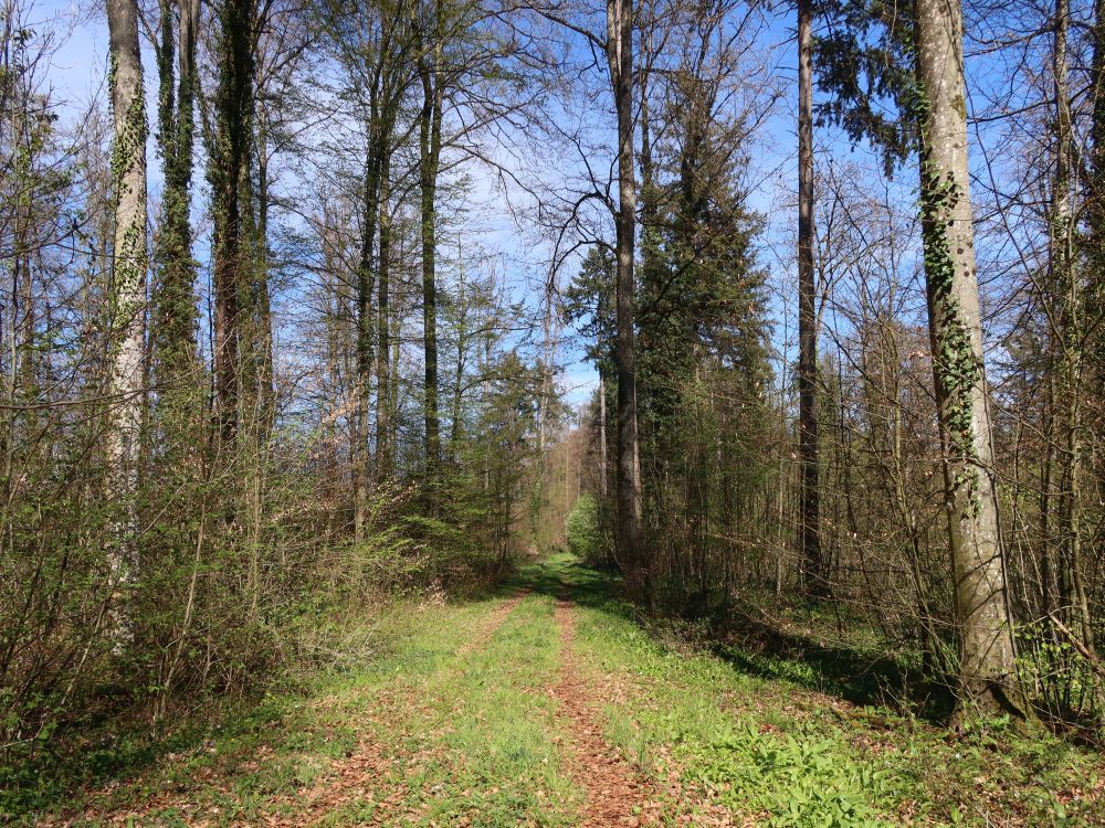 Waldweg