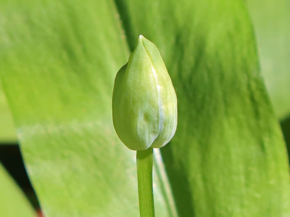 Bärlauchknospe