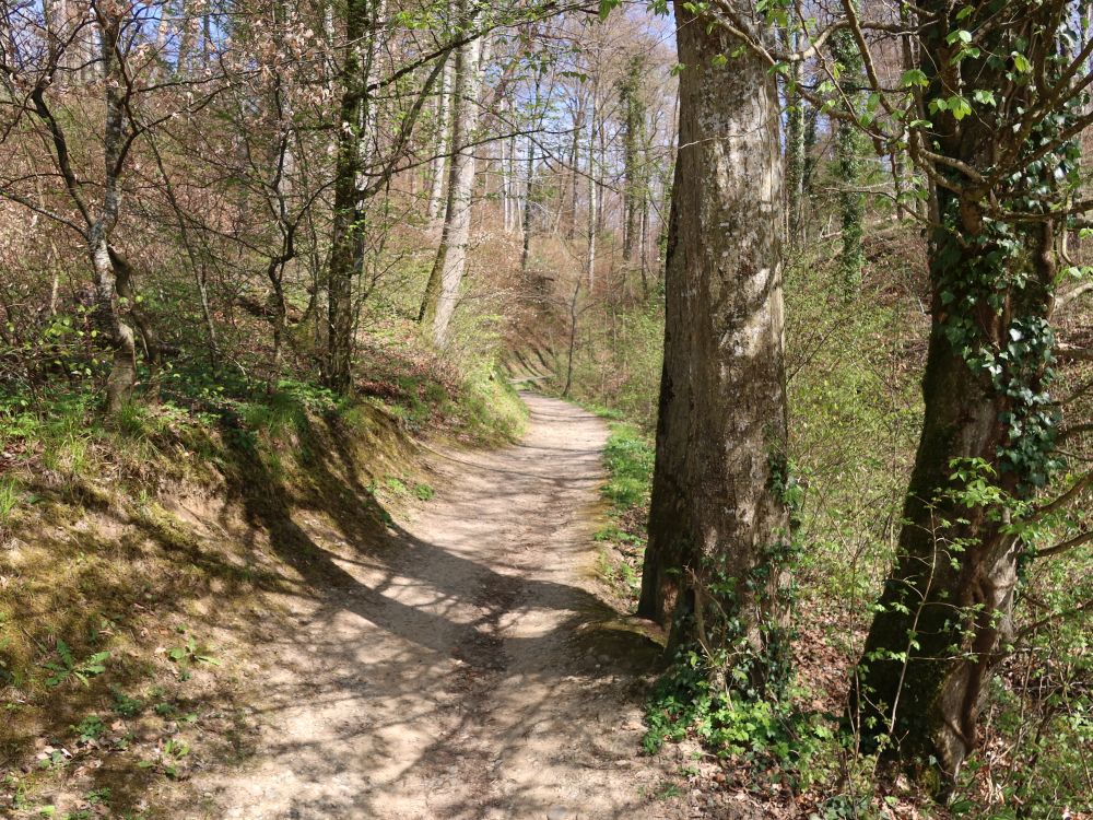 Waldweg