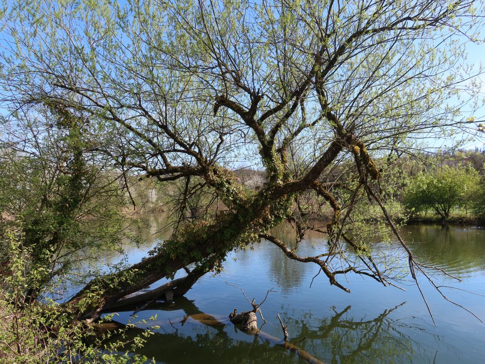 Baum am Wutachufer