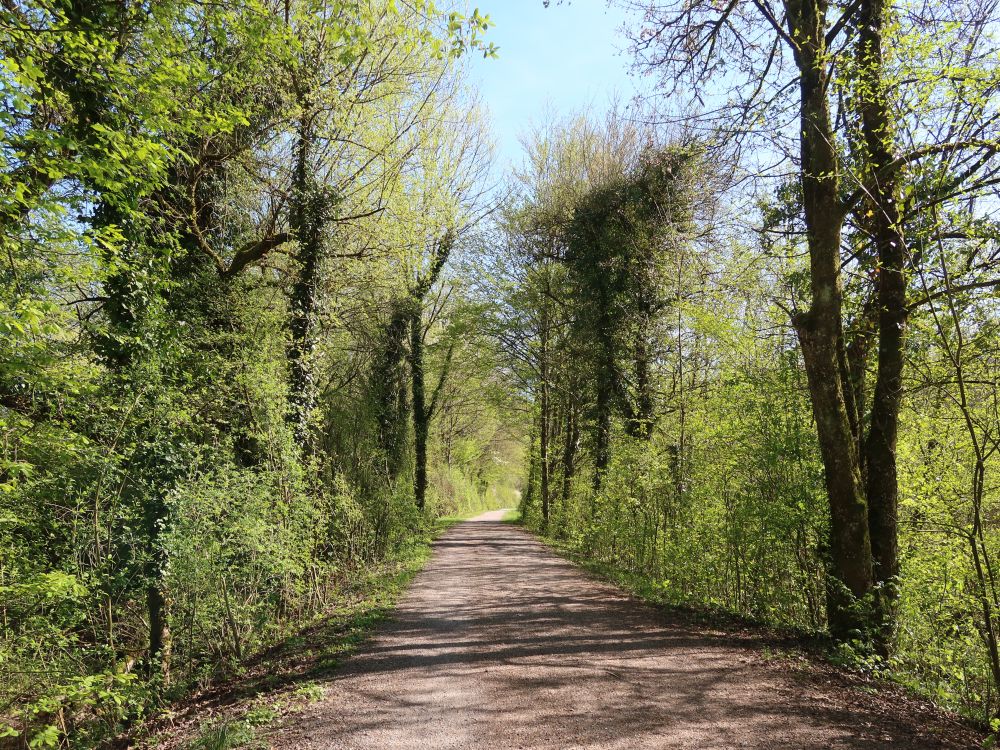 Waldweg
