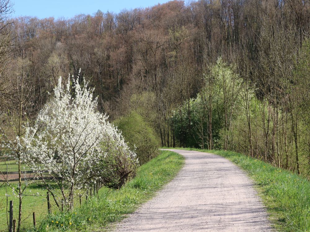 Baumblüte am Uferweg