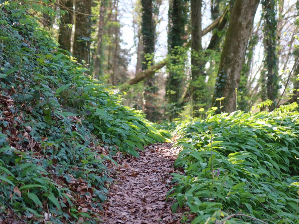 Pfad zwischen Bärlauch