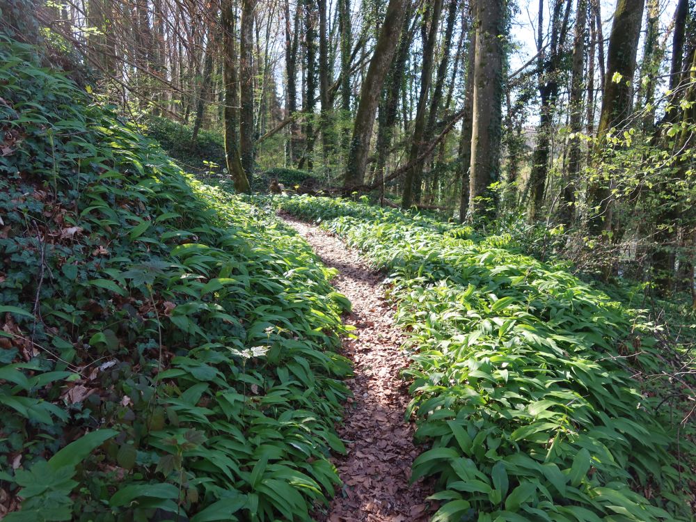 Pfad zwischen Bärlauch