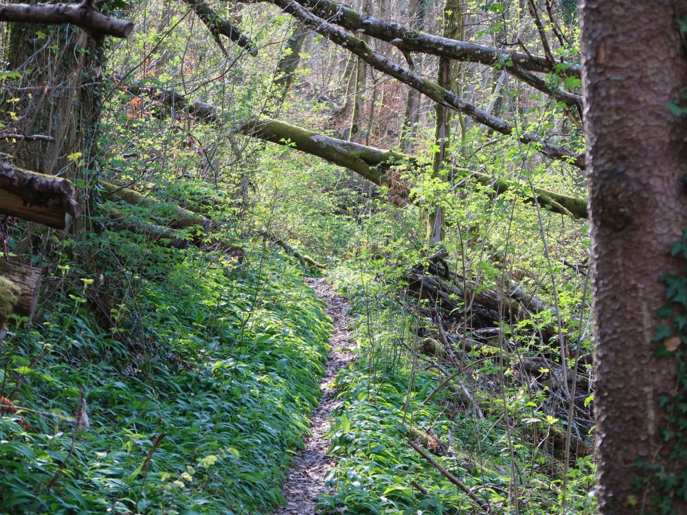 Pfad zwischen Bärlauch