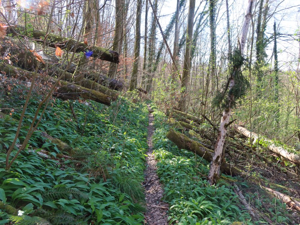 Pfad zwischen Bärlauch