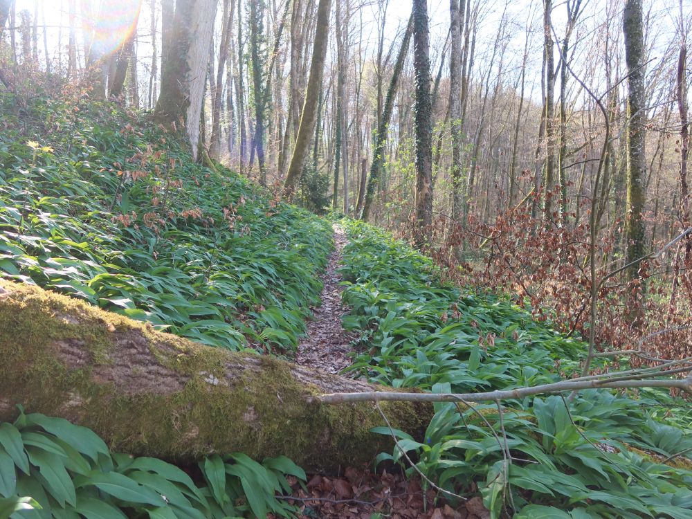 Pfad zwischen Bärlauch