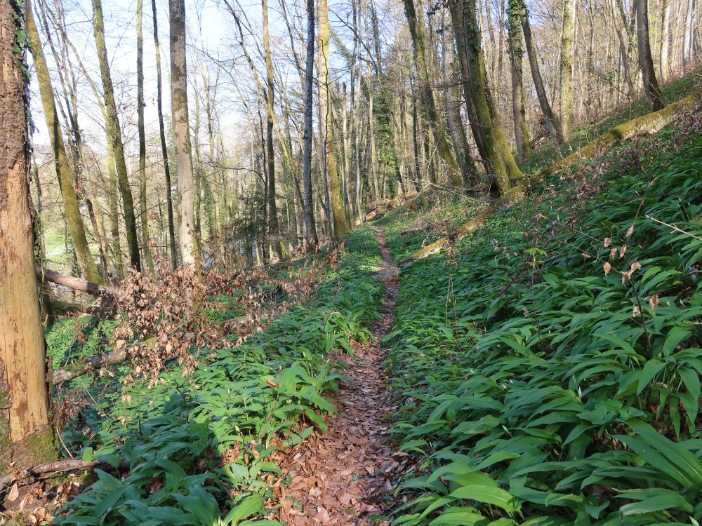 Pfad zwischen Bärlauch